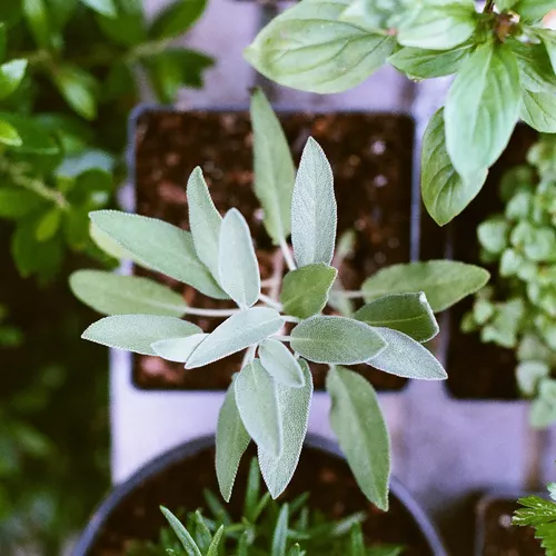 Pesto di salvia N. 2