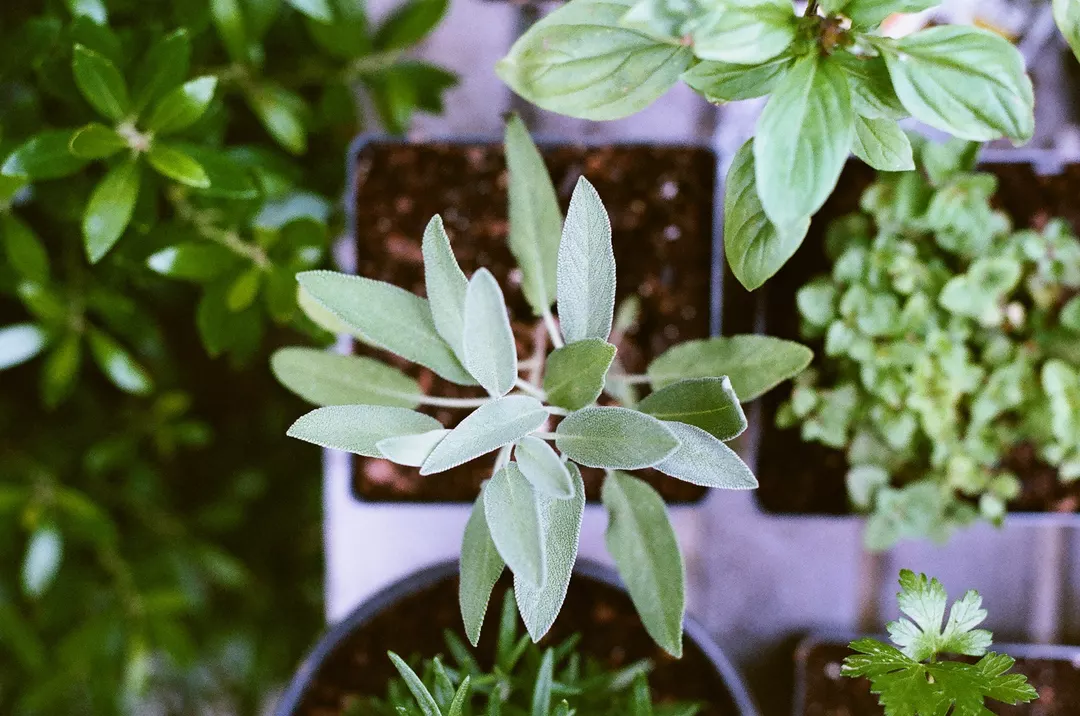 Recipe: Creamy Sage Pesto with Ricotta