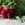 Radish leaves