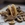 Orecchiette pasta