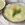 Spring onion