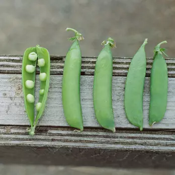 Immagine di Peas