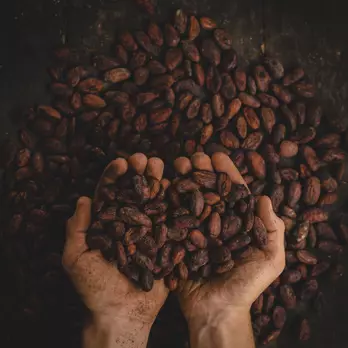 Immagine di Cocoa