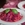 Umeboshi acidulated