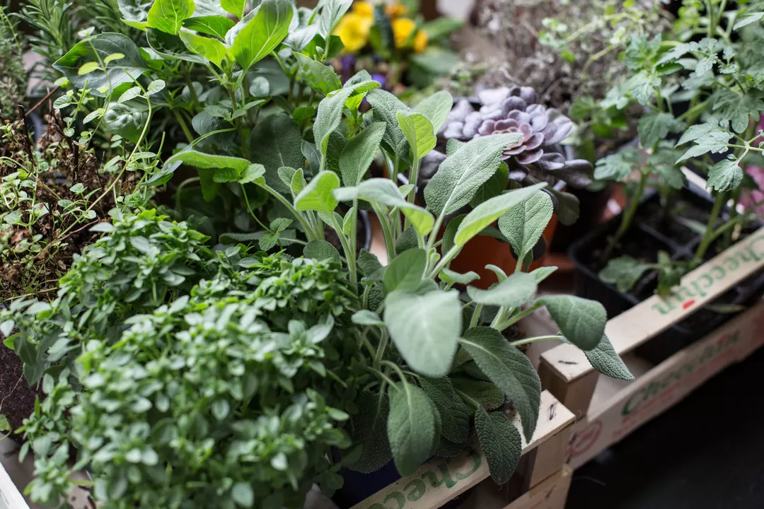 Recipe: Pumpkin Soup with Wood Sorrel Leaves - 1