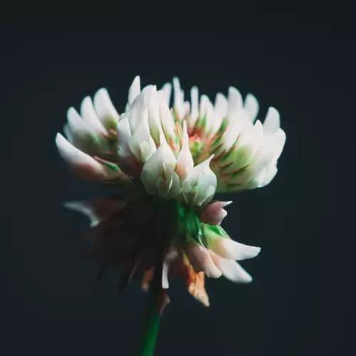 Eating flowers