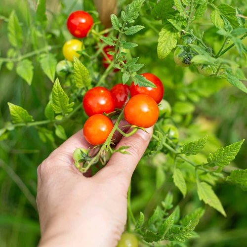 Pomodorini fermentati
