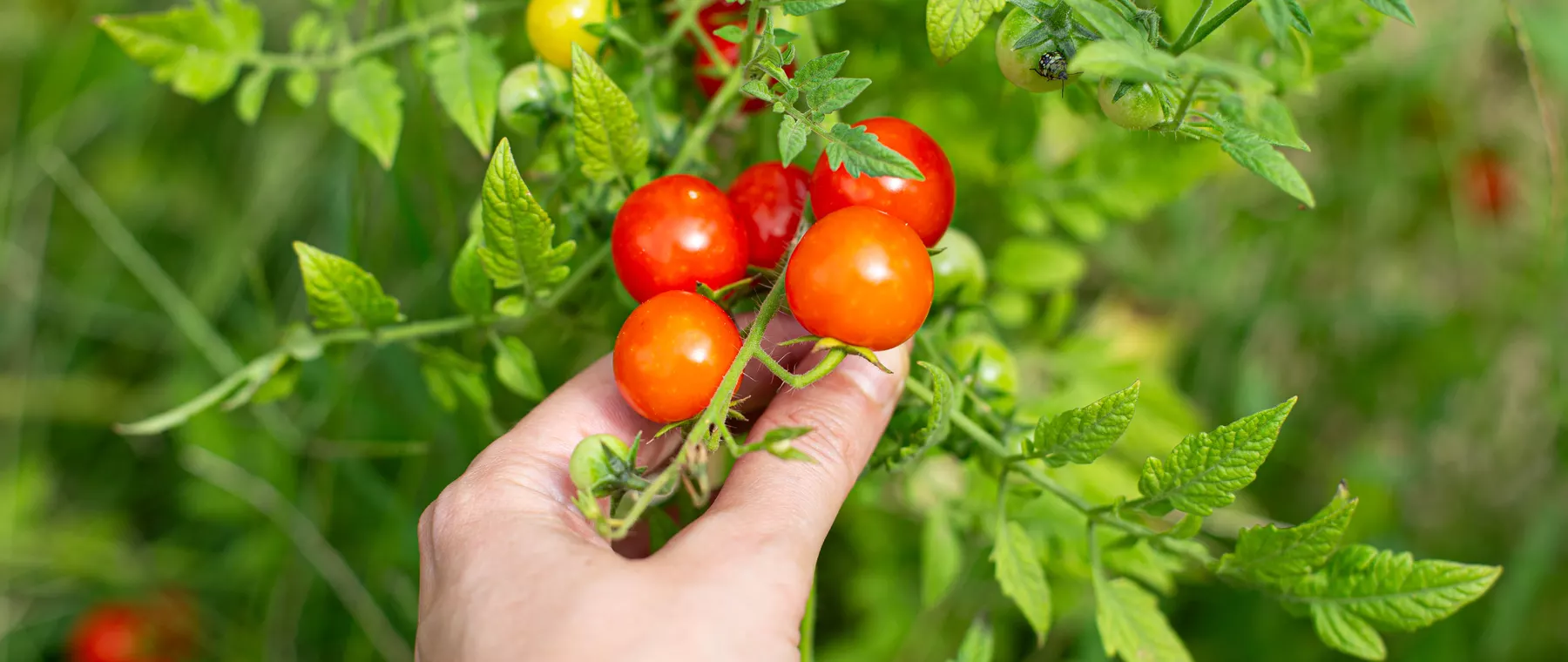 Recipe: Fermented Cherry Tomatoes