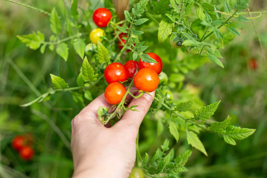 Recipe: Fermented Cherry Tomatoes (photo 1)