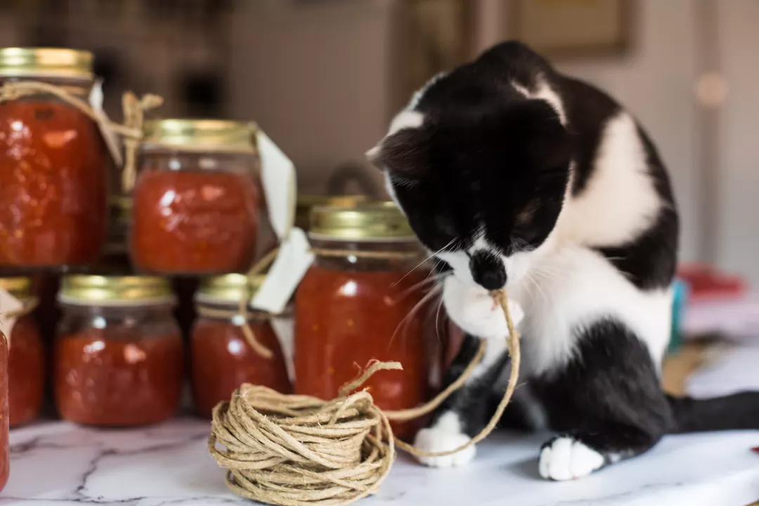 Recipe: Homemade Tomato Passata - 1