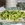 Spring onion