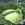 Cabbage