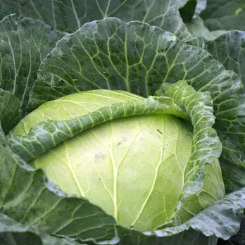 Immagine di Cabbage