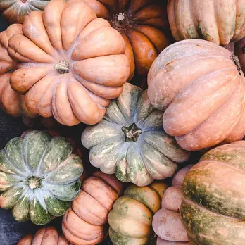 Immagine di Zucca