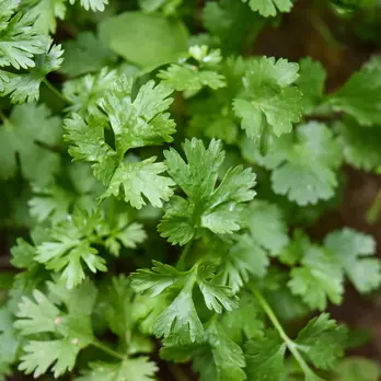 Immagine di Coriander (fresch)