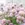 Chives