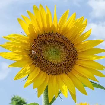 Immagine di Olio di semi di girasole