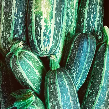 Immagine di Zucchini